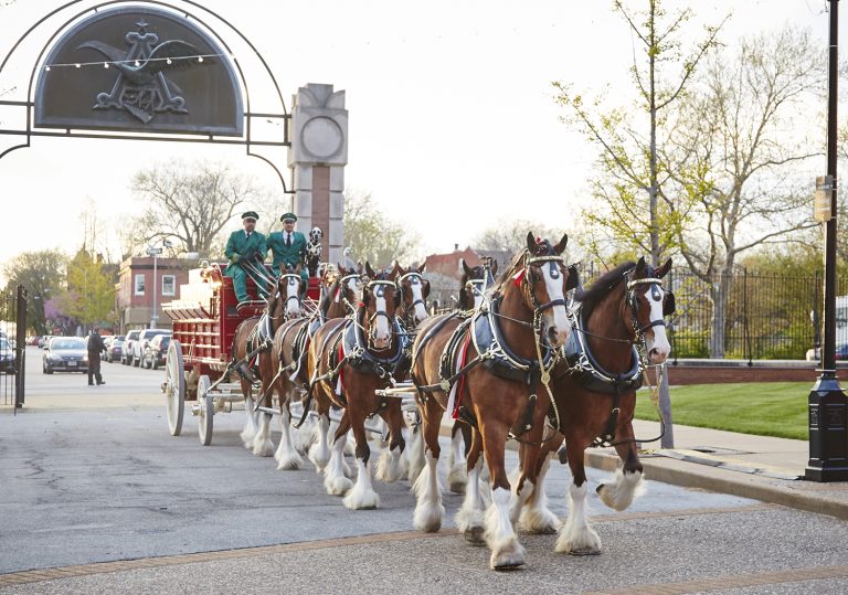 NYRA ANNOUNCES SCHEDULE FOR BUDWEISER CLYDESDALES VISIT TO SARATOGA